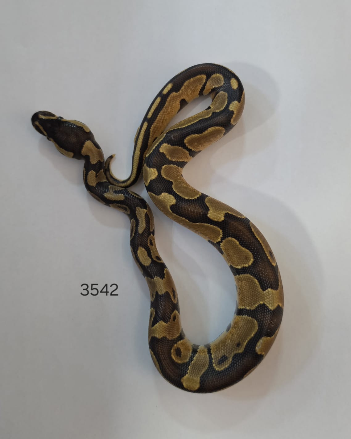 Pitón Regius Yellow Belly