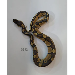 Pitón Regius Yellow Belly