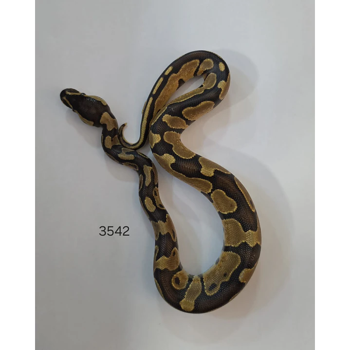 Pitón Regius Yellow Belly 1