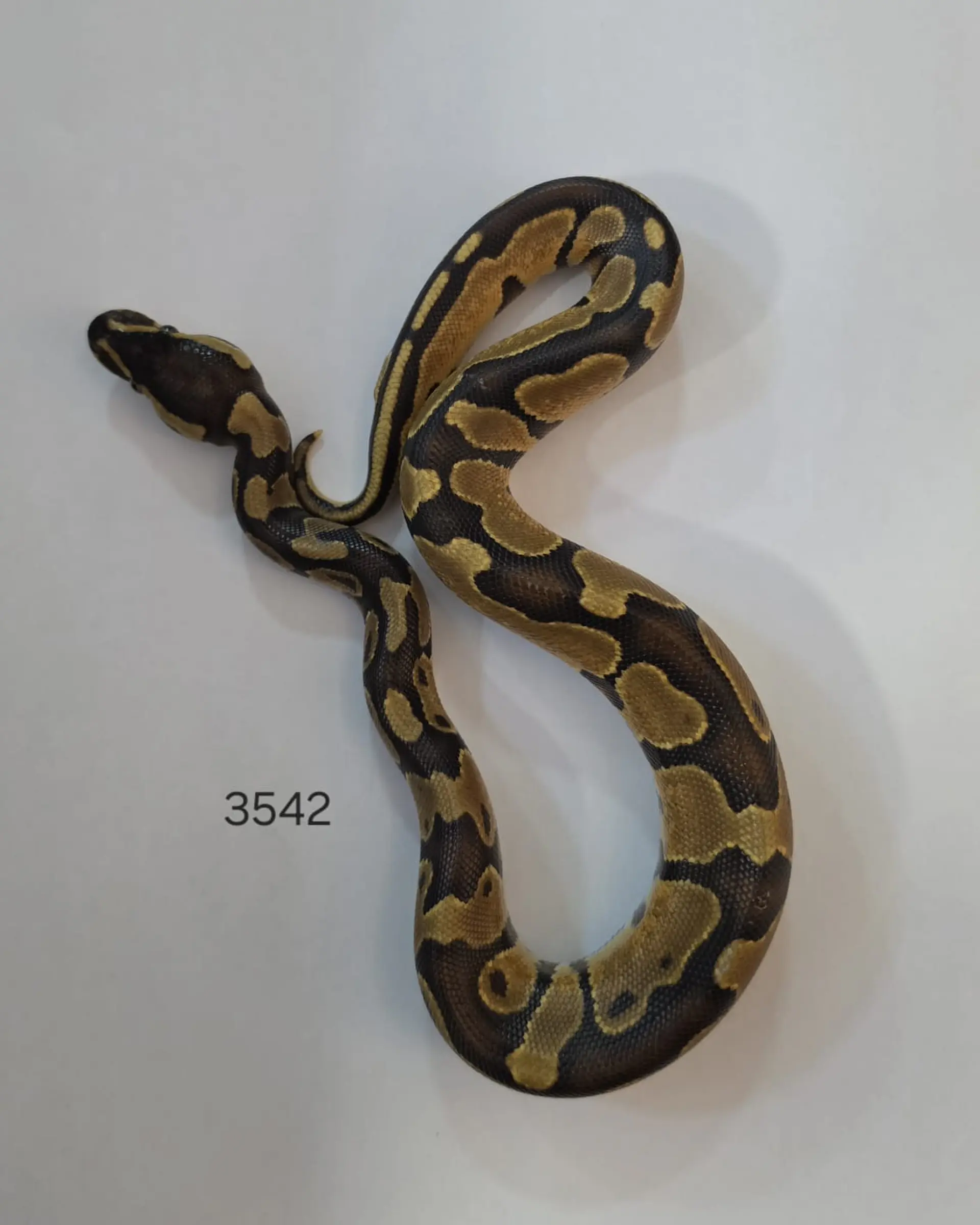 Pitón Regius Yellow Belly 1