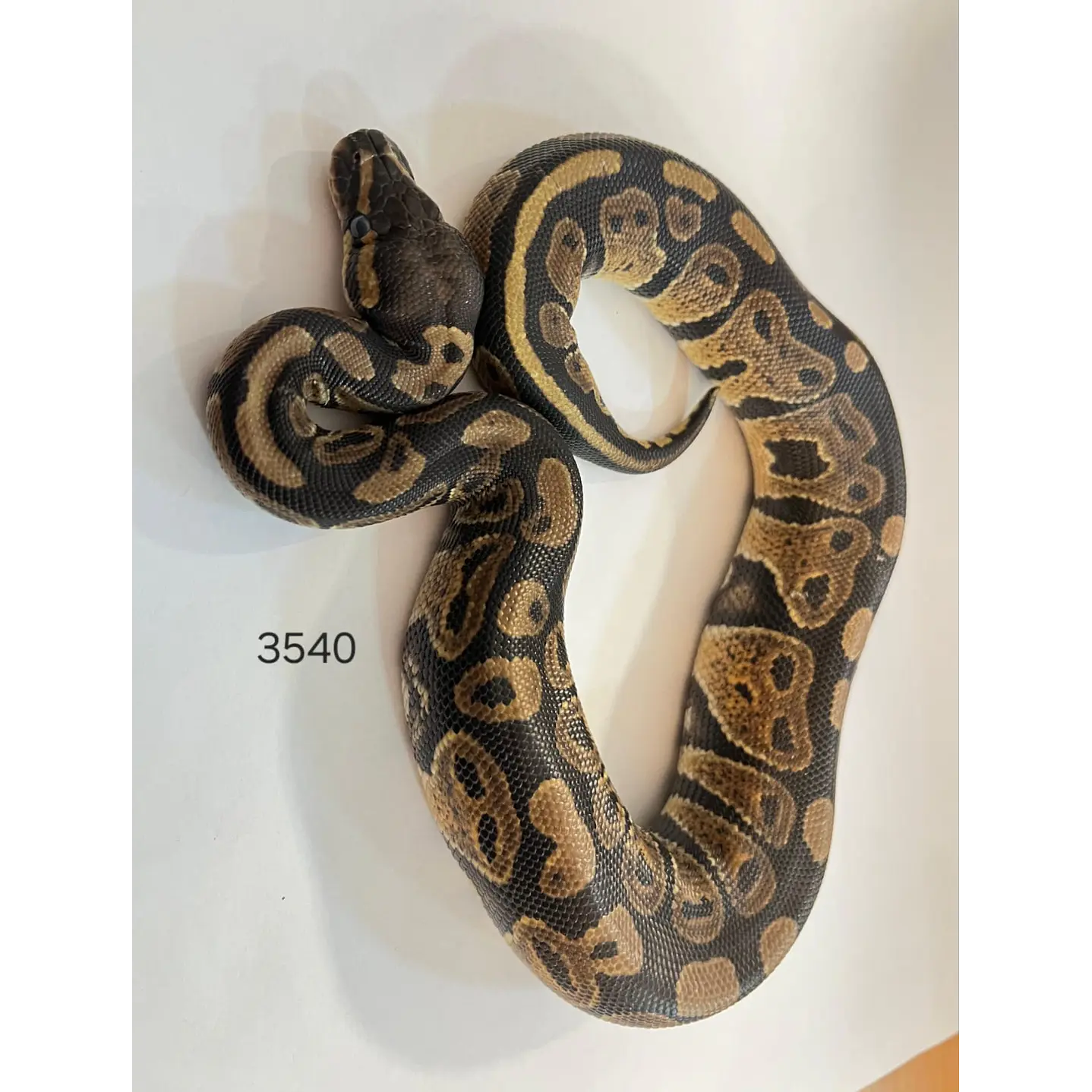 Pitón Regius Yellow Belly 2