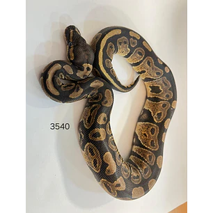 Pitón Regius Yellow Belly
