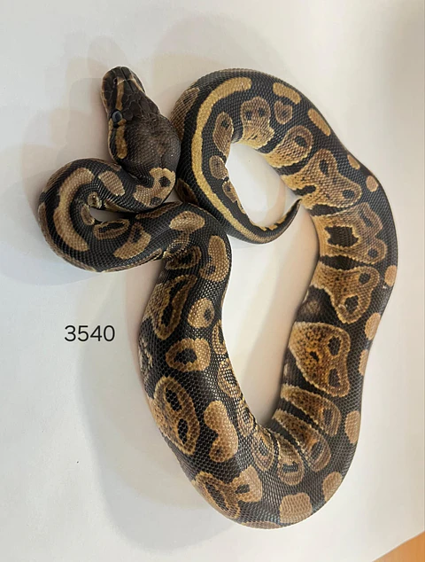 Pitón Regius Yellow Belly