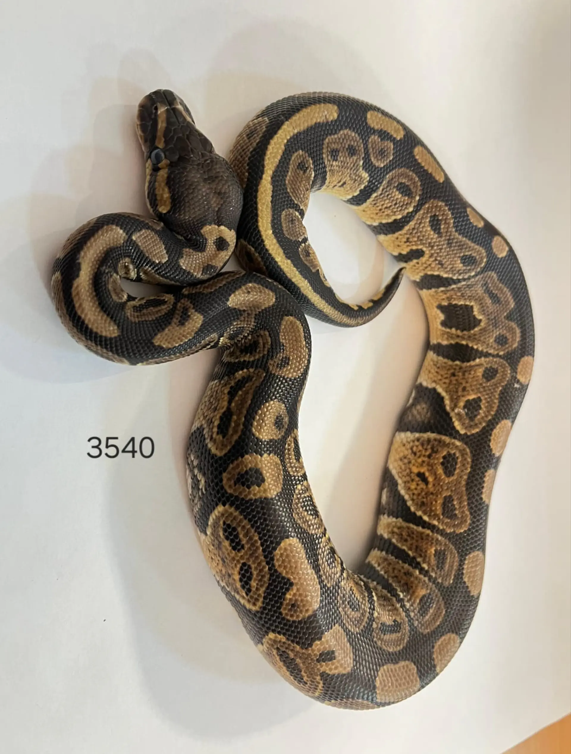 Pitón Regius Yellow Belly 2