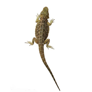 Dragon Barbudo (Pogona Vitticeps)