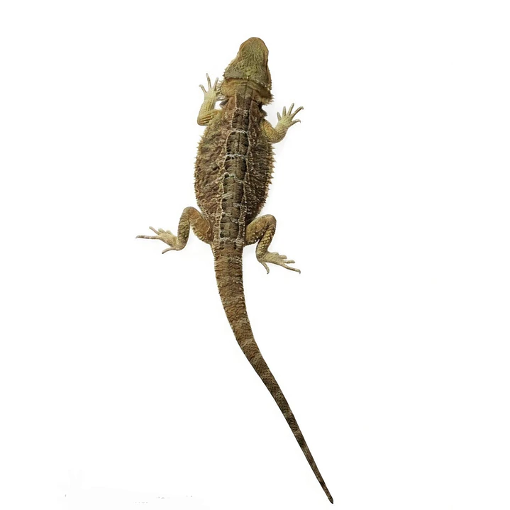 Dragon Barbudo (Pogona Vitticeps) 2