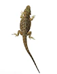 Dragon Barbudo (Pogona Vitticeps) - Miniatura 2