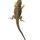 Dragon Barbudo (Pogona Vitticeps) - Miniatura 2