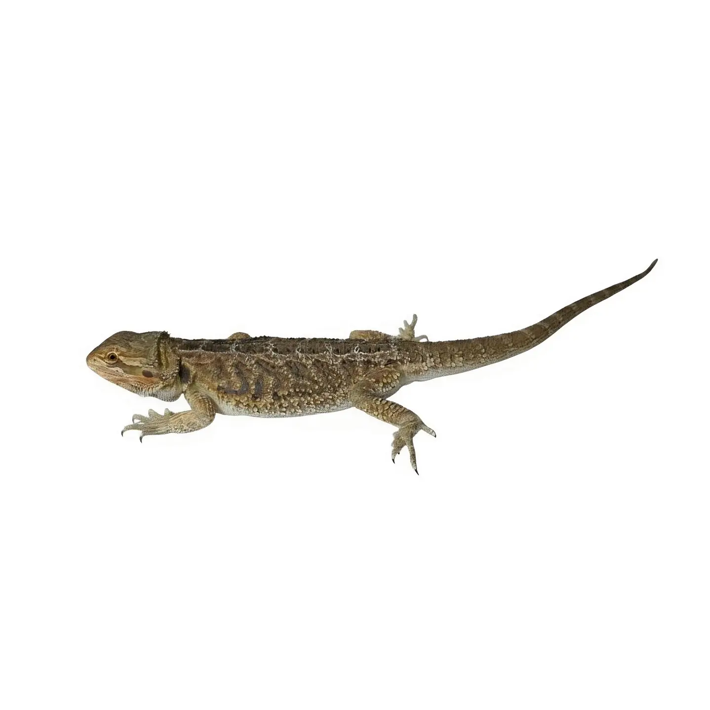 Dragon Barbudo (Pogona Vitticeps) 3