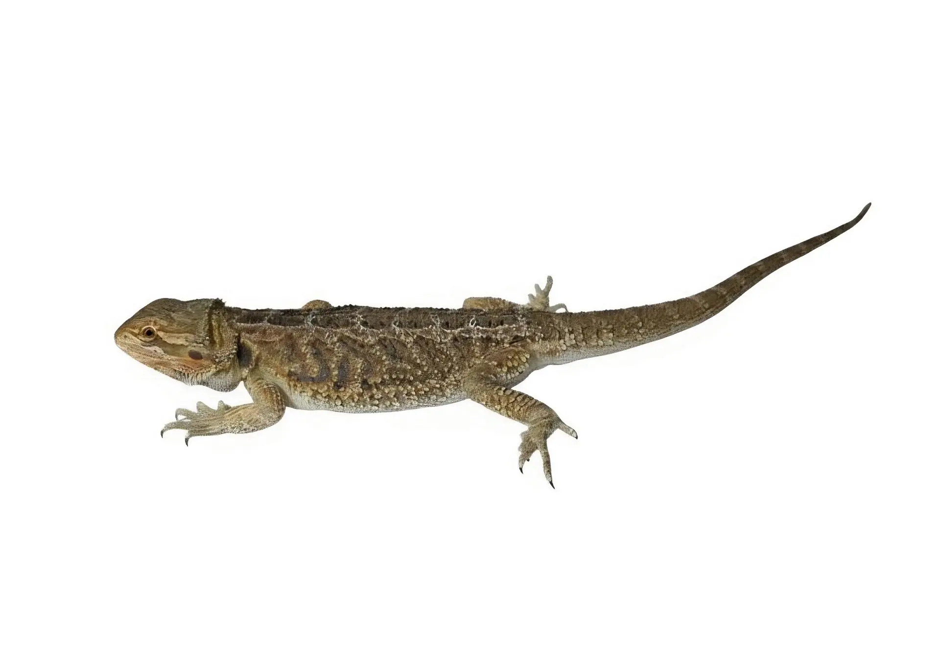 Dragon Barbudo (Pogona Vitticeps) 3