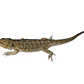 Dragon Barbudo (Pogona Vitticeps) - Miniatura 3