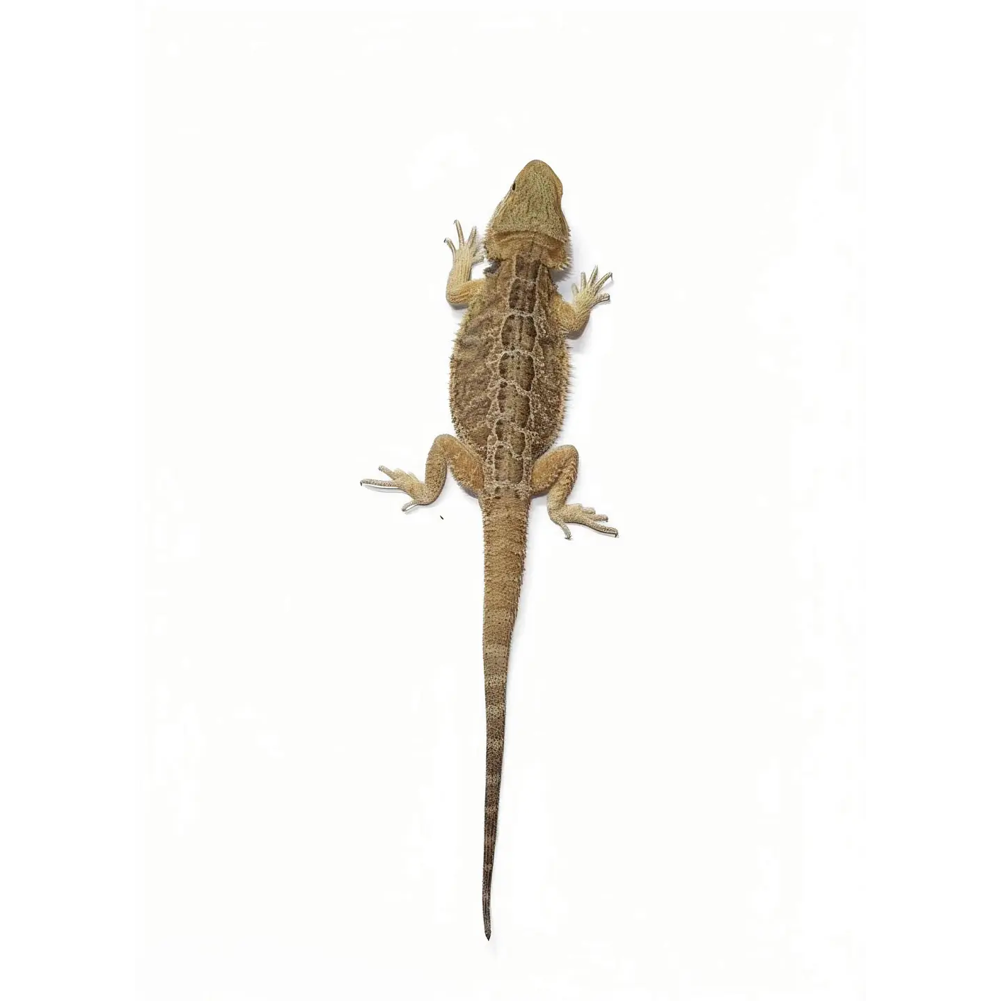 Dragon Barbudo (Pogona Vitticeps) 4