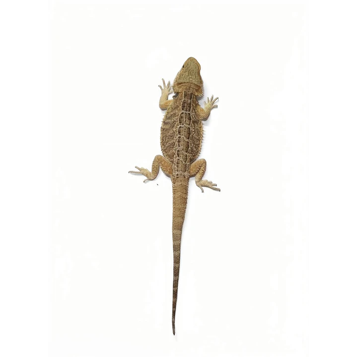 Dragon Barbudo (Pogona Vitticeps) 4