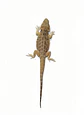 Dragon Barbudo (Pogona Vitticeps) - Miniatura 4