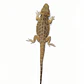 Dragon Barbudo (Pogona Vitticeps) - Miniatura 4