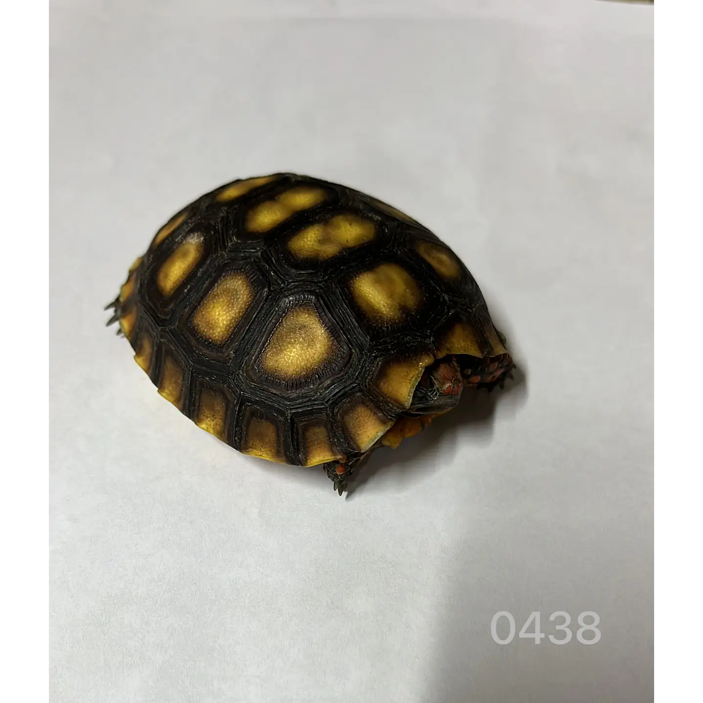 Tortuga Carbonaria (Chelonoidis Carbonaria) 3