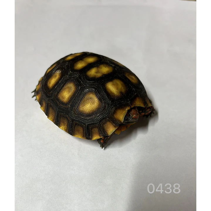 Tortuga Carbonaria (Chelonoidis Carbonaria) 3
