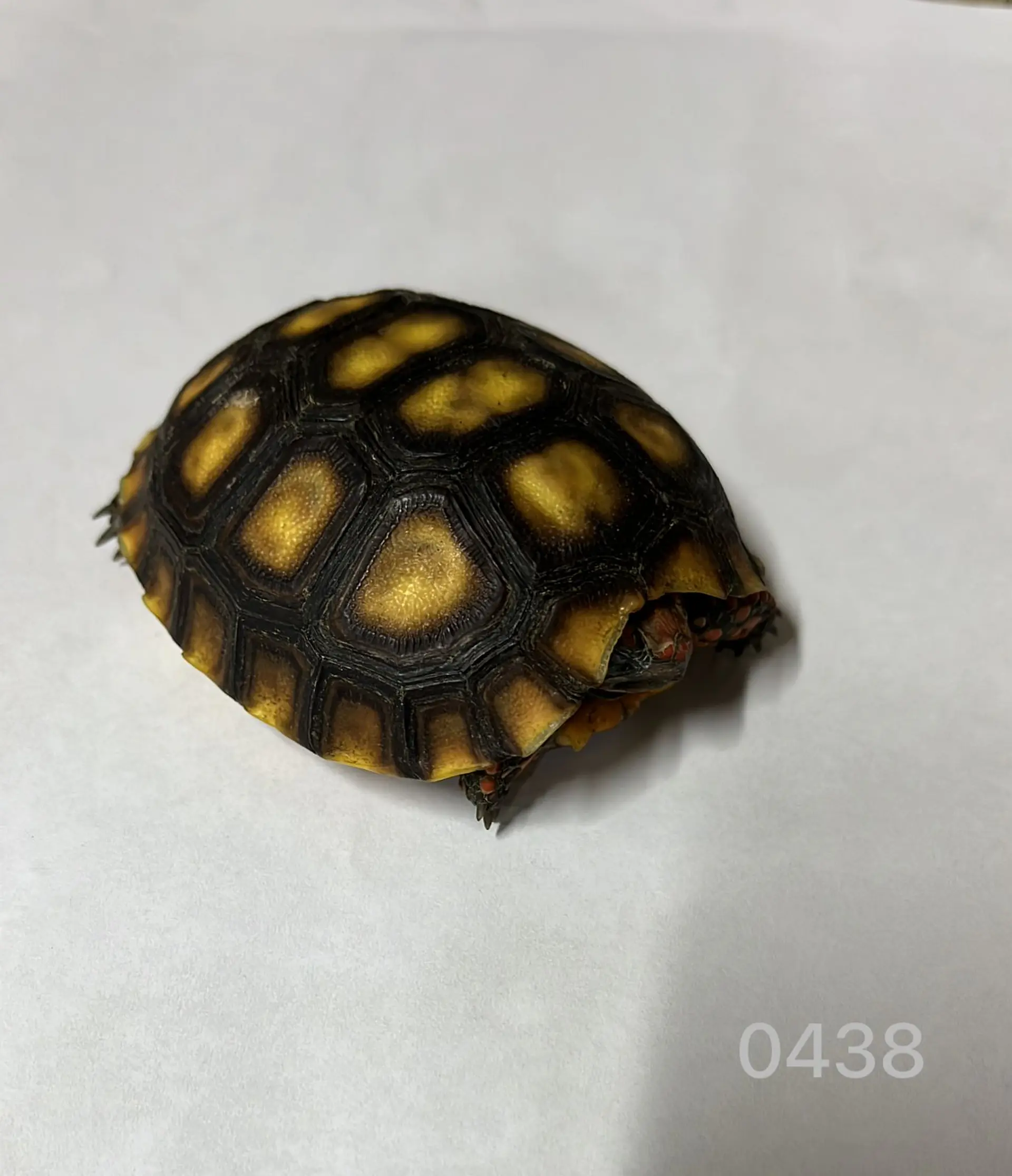 Tortuga Carbonaria (Chelonoidis Carbonaria) 3