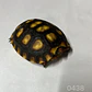 Tortuga Carbonaria (Chelonoidis Carbonaria) - Miniatura 3