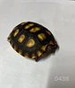 Tortuga Carbonaria (Chelonoidis Carbonaria) - Miniatura 3