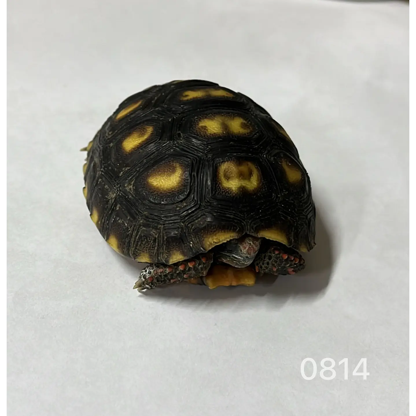 Tortuga Carbonaria (Chelonoidis Carbonaria) 4