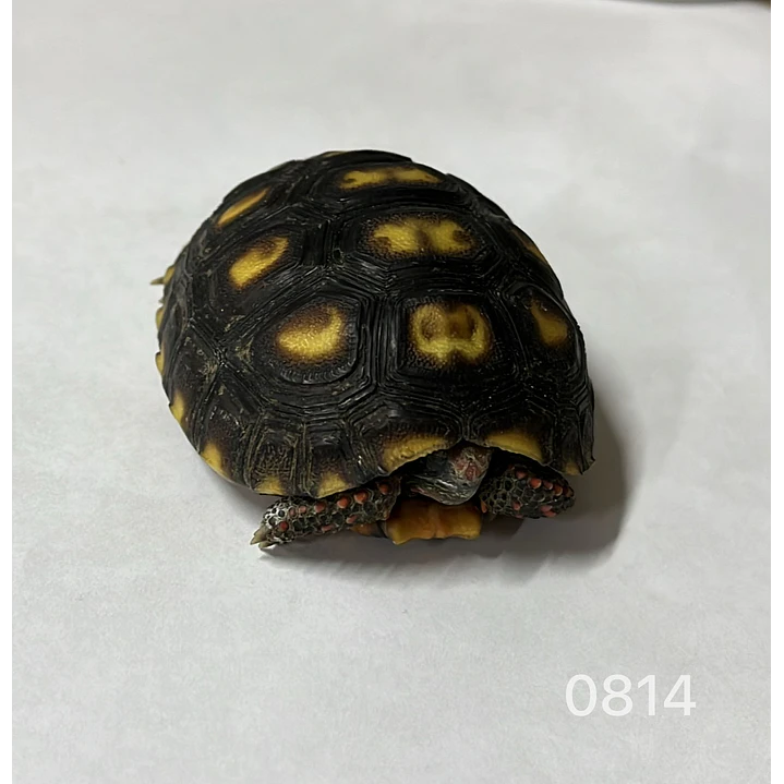 Tortuga Carbonaria (Chelonoidis Carbonaria) 4