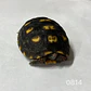 Tortuga Carbonaria (Chelonoidis Carbonaria) - Miniatura 4