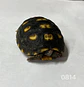 Tortuga Carbonaria (Chelonoidis Carbonaria) - Miniatura 4