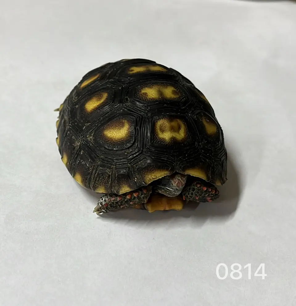 Tortuga Carbonaria (Chelonoidis Carbonaria) 4