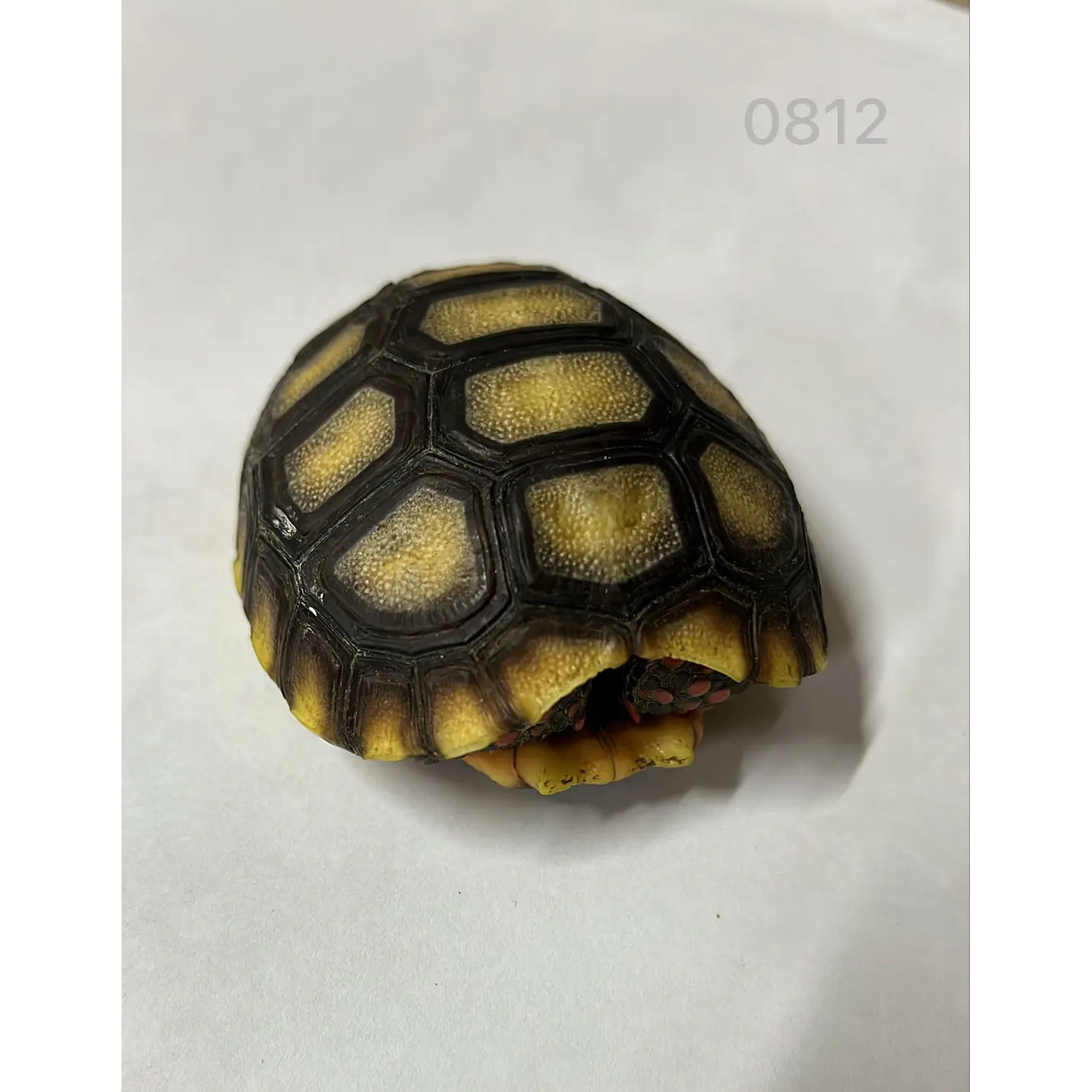 Tortuga Carbonaria (Chelonoidis Carbonaria) 5