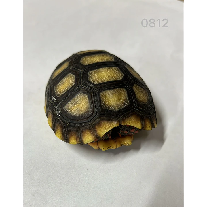 Tortuga Carbonaria (Chelonoidis Carbonaria) 5