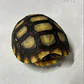 Tortuga Carbonaria (Chelonoidis Carbonaria) - Miniatura 5