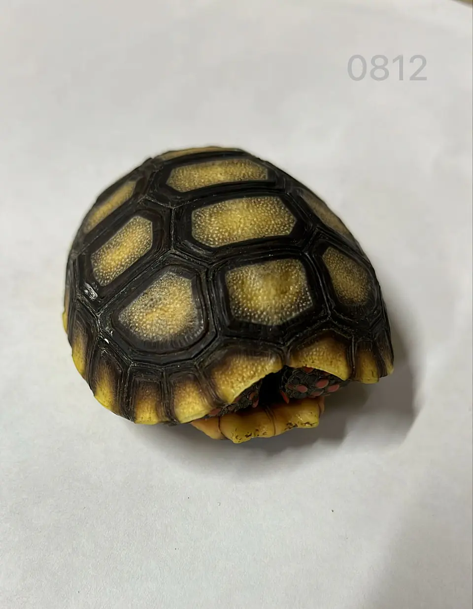 Tortuga Carbonaria (Chelonoidis Carbonaria) 5
