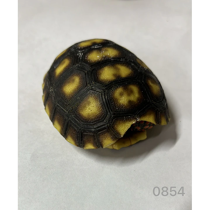 Tortuga Carbonaria (Chelonoidis Carbonaria) 6