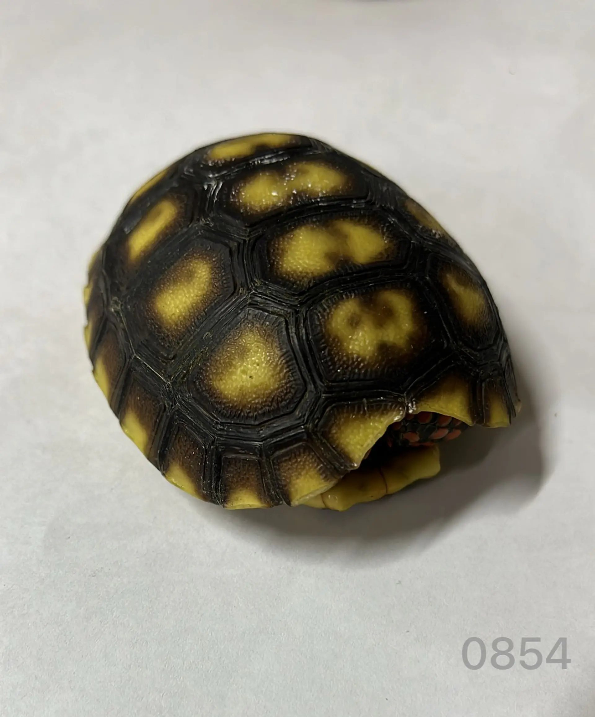 Tortuga Carbonaria (Chelonoidis Carbonaria) 6