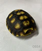 Tortuga Carbonaria (Chelonoidis Carbonaria) - Miniatura 6