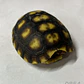 Tortuga Carbonaria (Chelonoidis Carbonaria) - Miniatura 6
