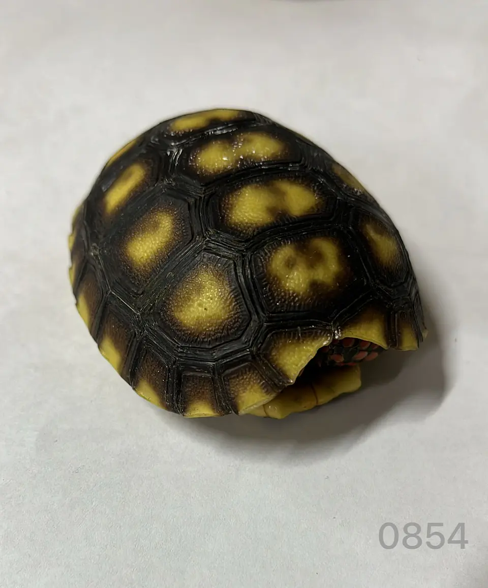 Tortuga Carbonaria (Chelonoidis Carbonaria) 6