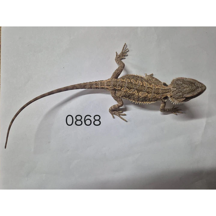 Dragon Barbudo (Pogona Vitticeps) 5
