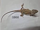 Dragon Barbudo (Pogona Vitticeps) - Miniatura 5