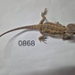 Dragon Barbudo (Pogona Vitticeps) - Miniatura 5