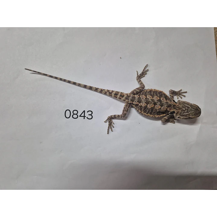 Dragon Barbudo (Pogona Vitticeps) 6