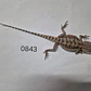 Dragon Barbudo (Pogona Vitticeps) - Miniatura 6