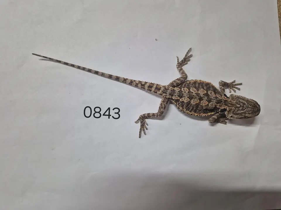 Dragon Barbudo (Pogona Vitticeps) 6