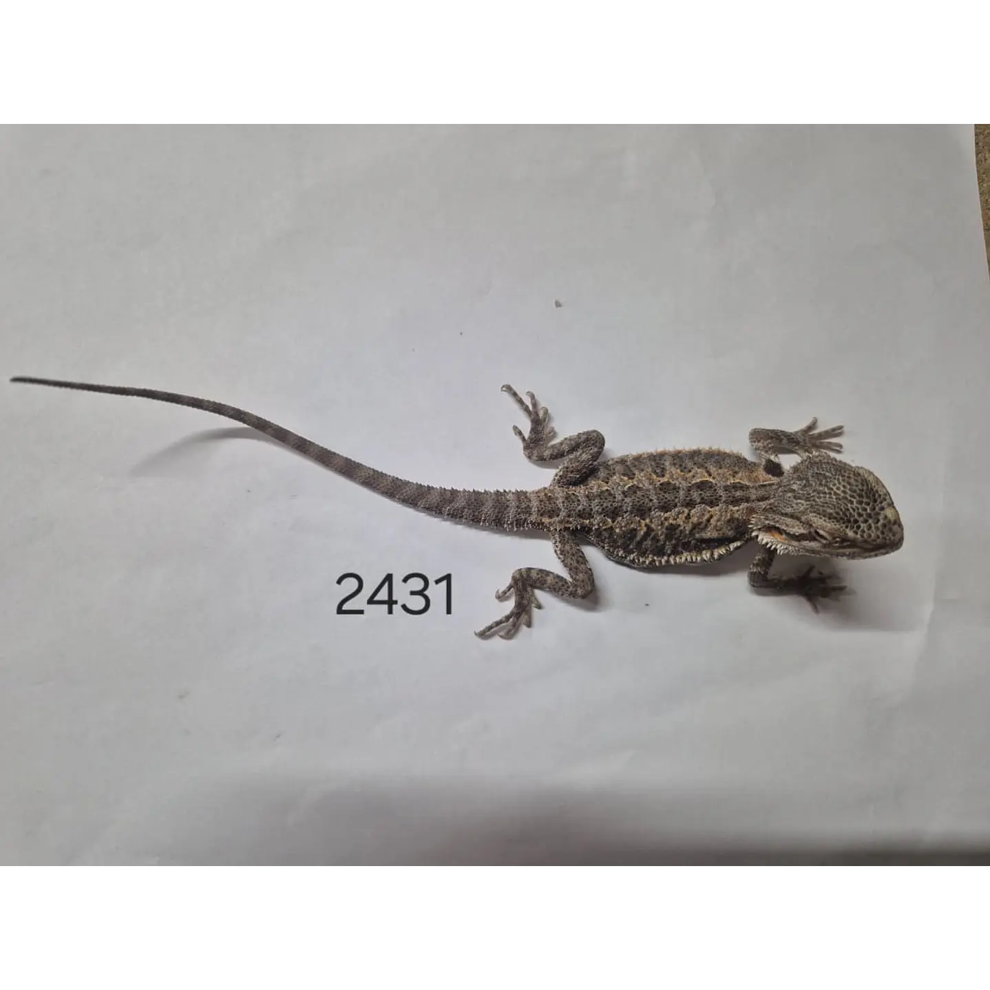 Dragon Barbudo (Pogona Vitticeps) 7