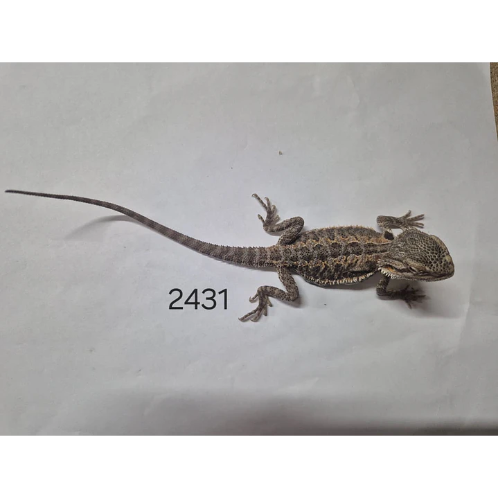 Dragon Barbudo (Pogona Vitticeps) 7
