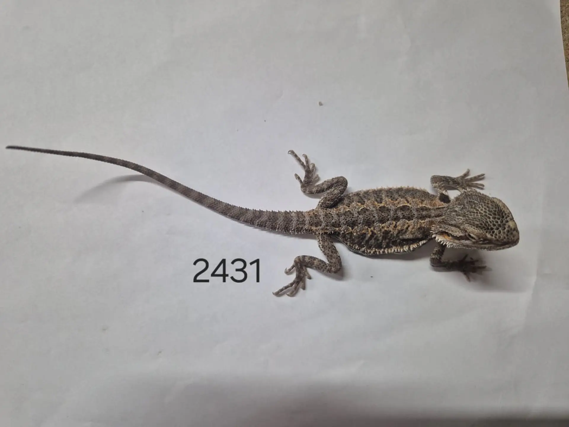 Dragon Barbudo (Pogona Vitticeps) 7