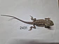 Dragon Barbudo (Pogona Vitticeps) - Miniatura 7