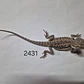 Dragon Barbudo (Pogona Vitticeps) - Miniatura 7