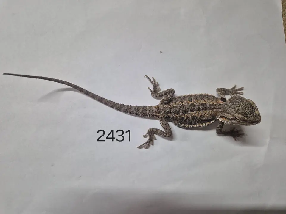 Dragon Barbudo (Pogona Vitticeps) 7